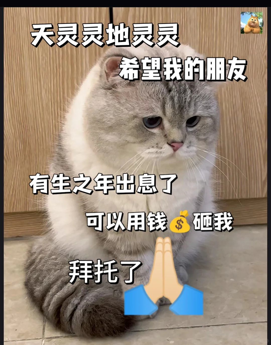 猫咪表情包分享第十四天