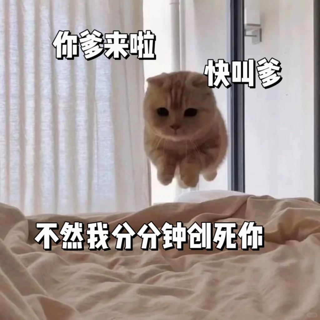 猫咪表情包分享第十四天