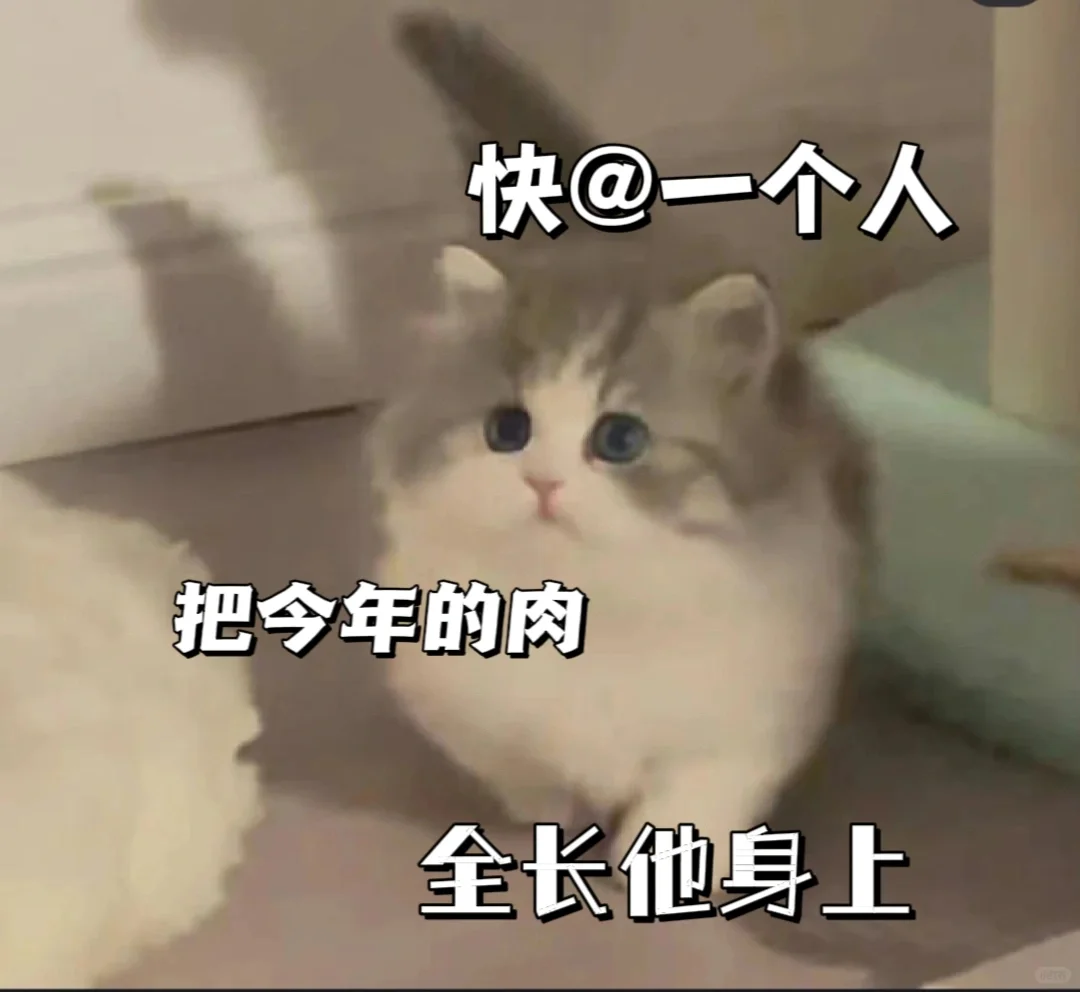 猫咪表情包分享第十四天