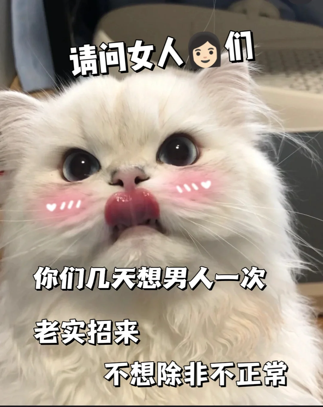 猫咪表情包分享第十四天