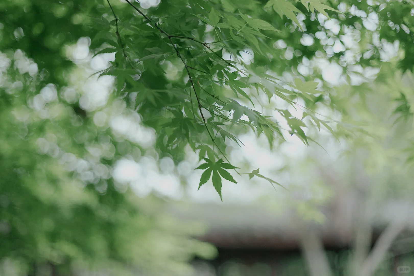 第一次尝试绿色丝袜，居然……