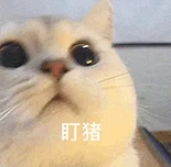 太萌了❤️可爱猫猫表情包2️⃣