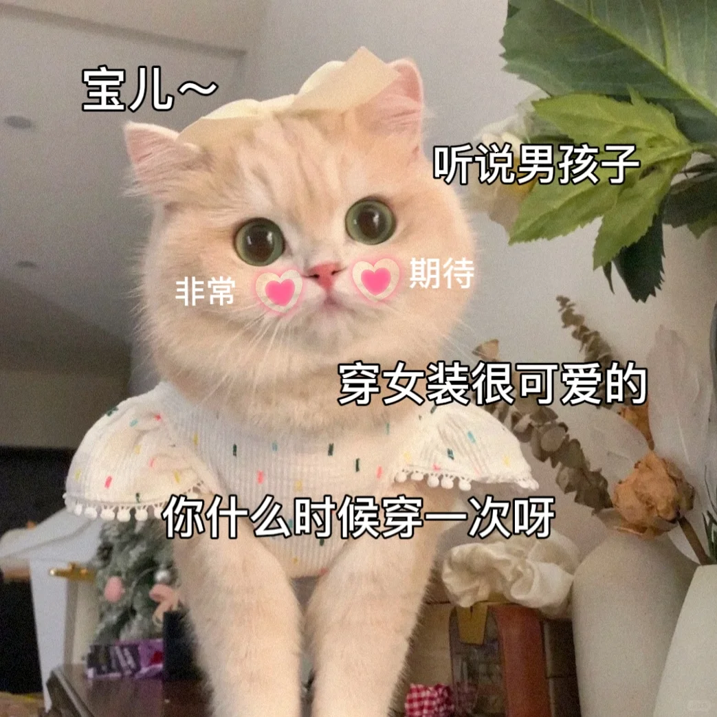 敲可爱的猫咪表情包