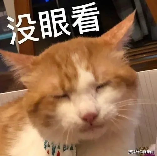 猫猫表情包（乱七八糟）