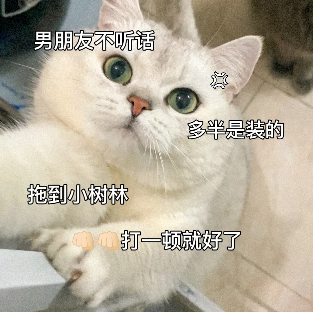 敲可爱的猫咪表情包