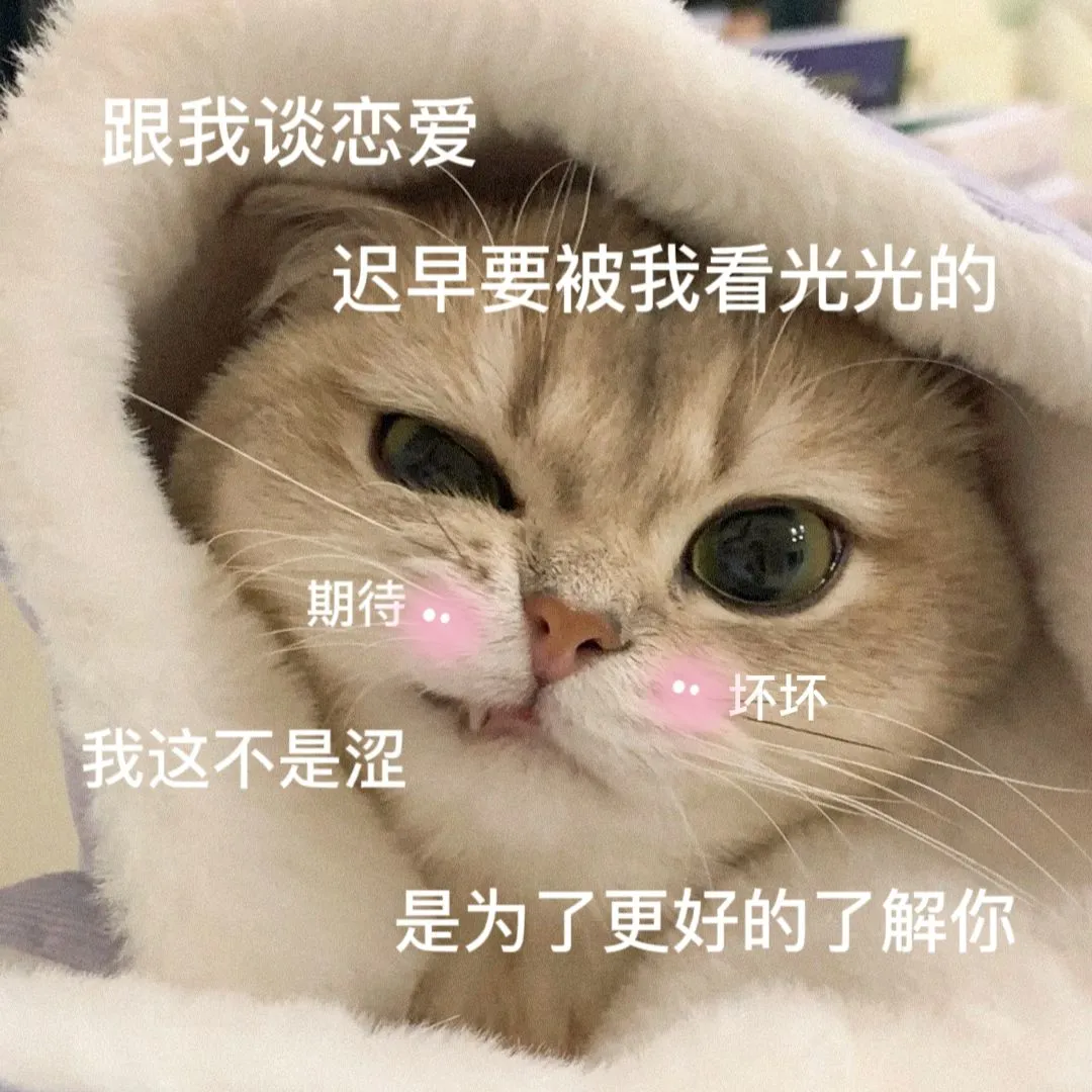 敲可爱的猫咪表情包