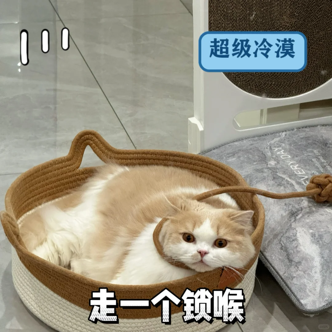 小猫让我给他做几张表情包