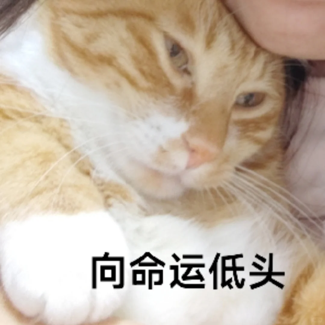 爱猫就把它做成表情包?