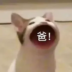 猫猫表情包（乱七八糟）