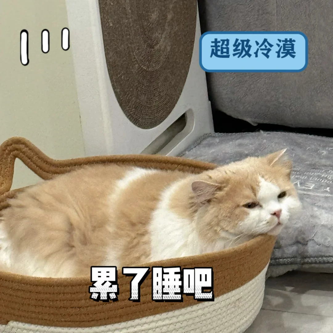 小猫让我给他做几张表情包