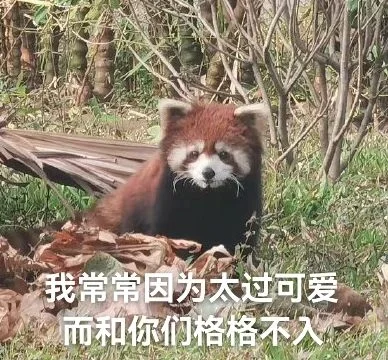 小熊猫表情包之晞晞专辑