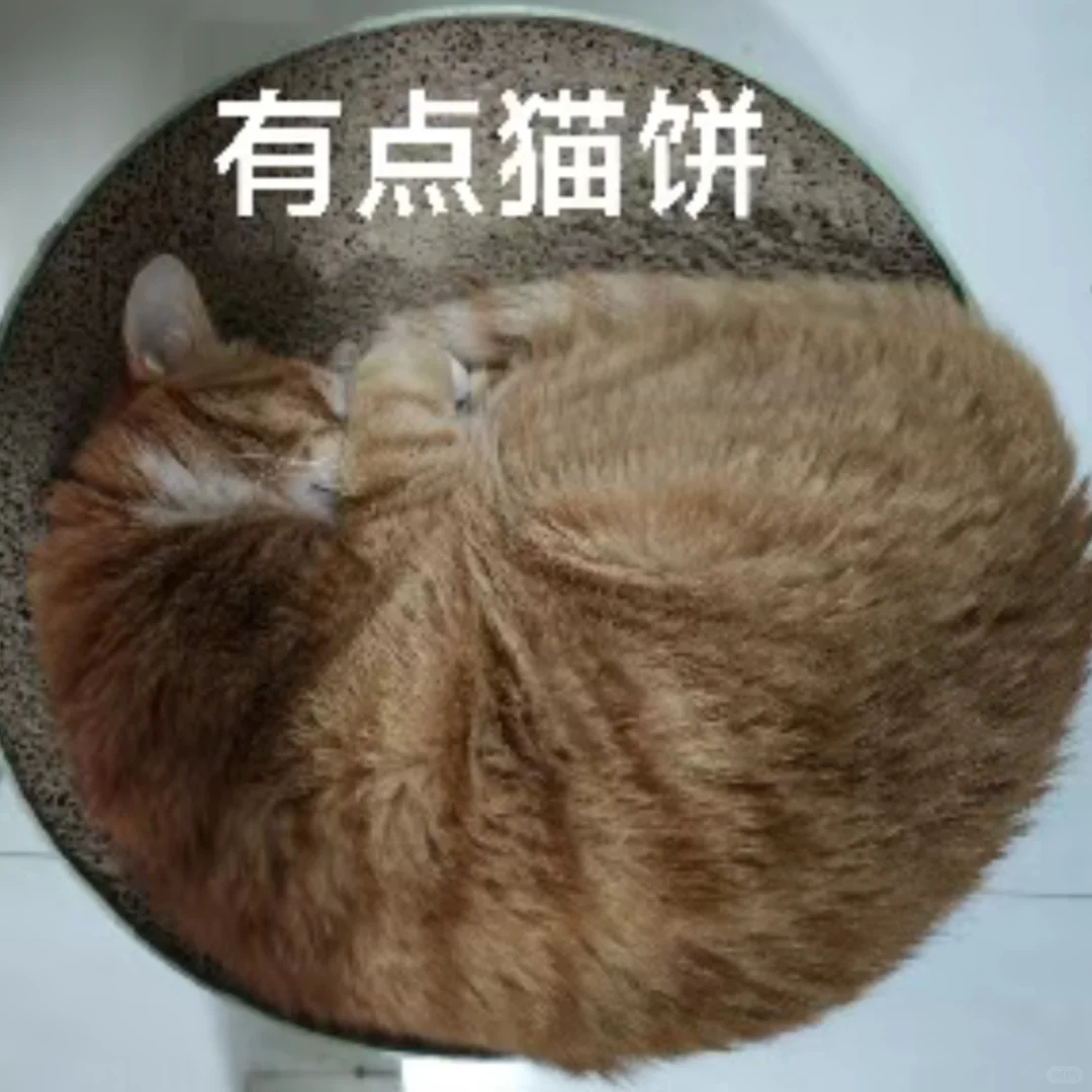 爱猫就把它做成表情包?