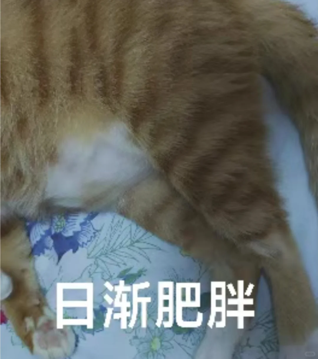 爱猫就把它做成表情包?