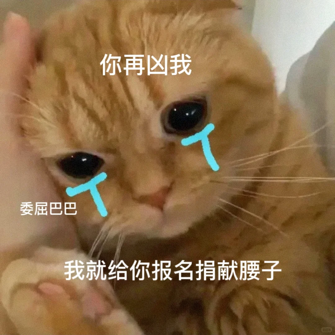 敲可爱猫咪表情包