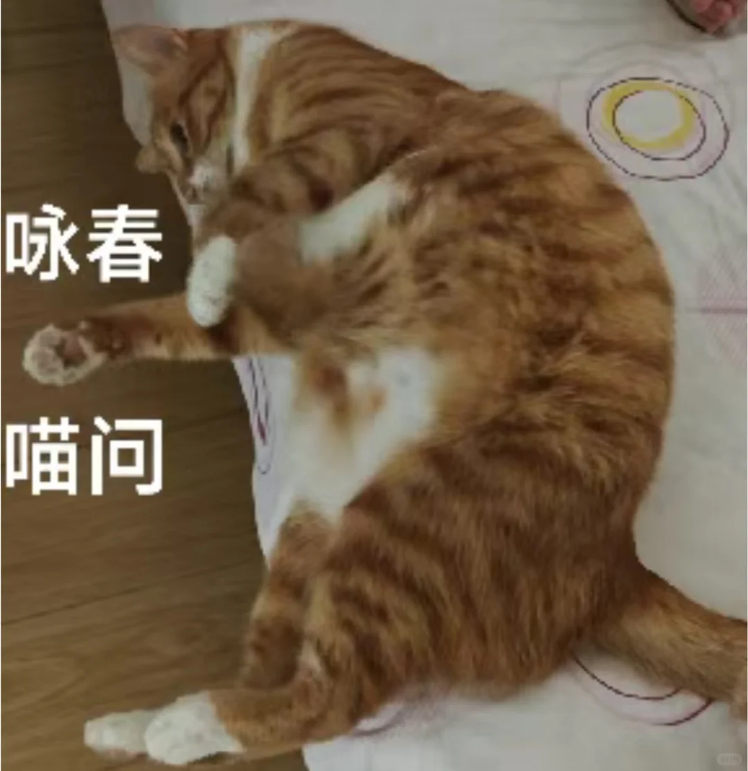 爱猫就把它做成表情包?