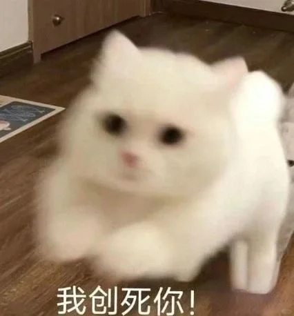 太萌了❤️可爱猫猫表情包2️⃣