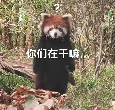 小熊猫表情包之晞晞专辑