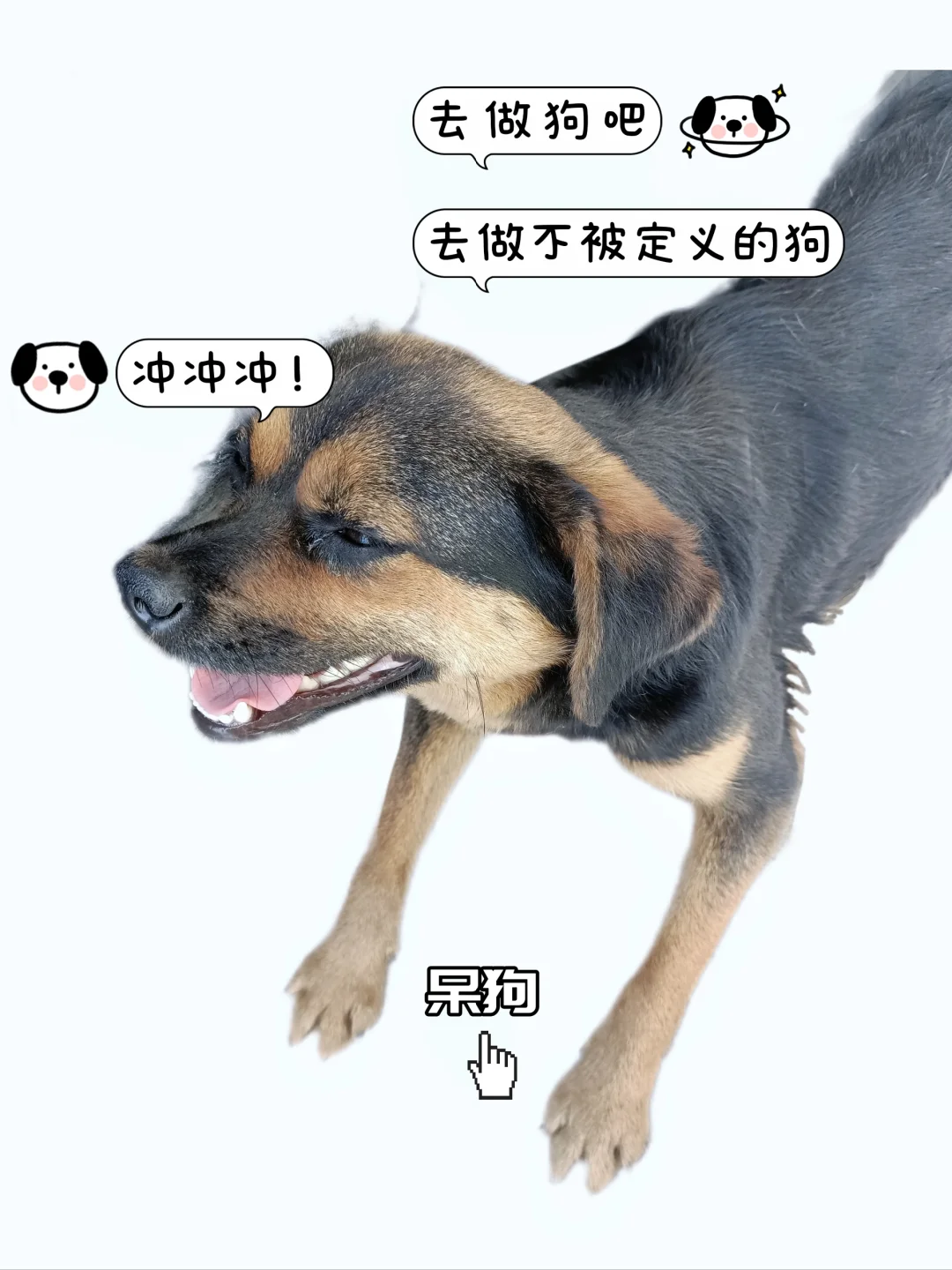 狗狗表情包合集