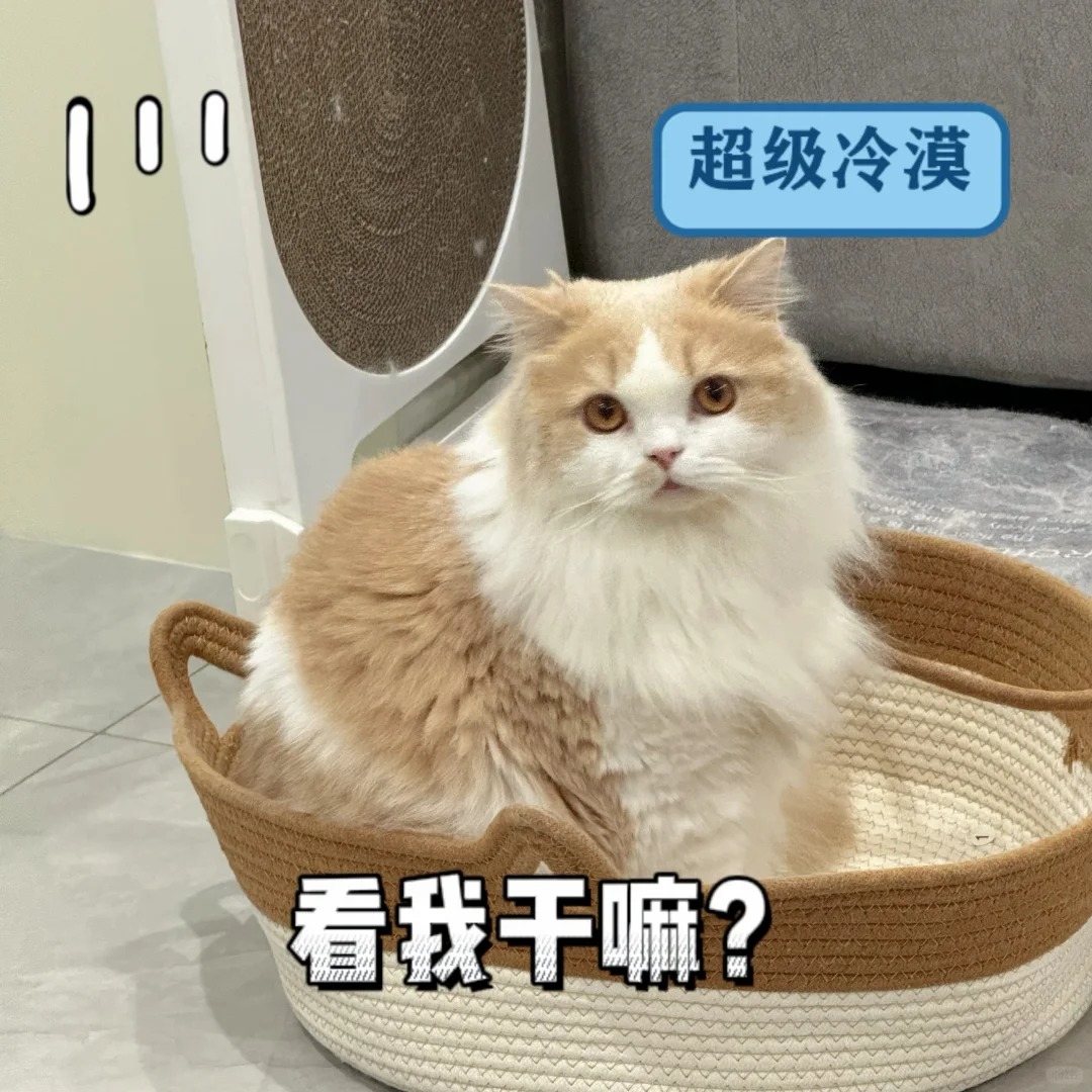 小猫让我给他做几张表情包