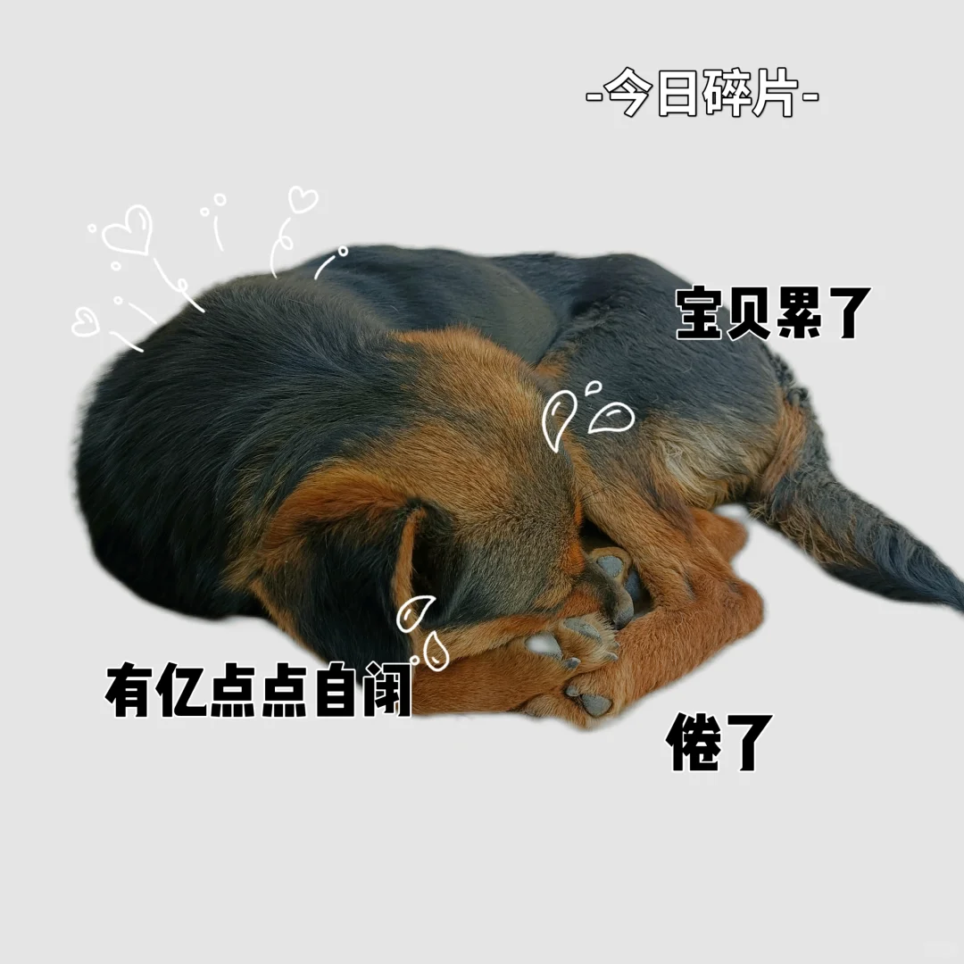 狗狗表情包合集