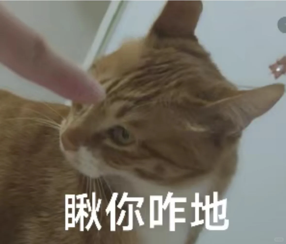 爱猫就把它做成表情包?