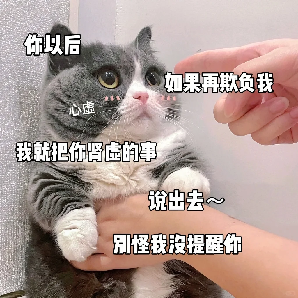 敲可爱猫咪表情包