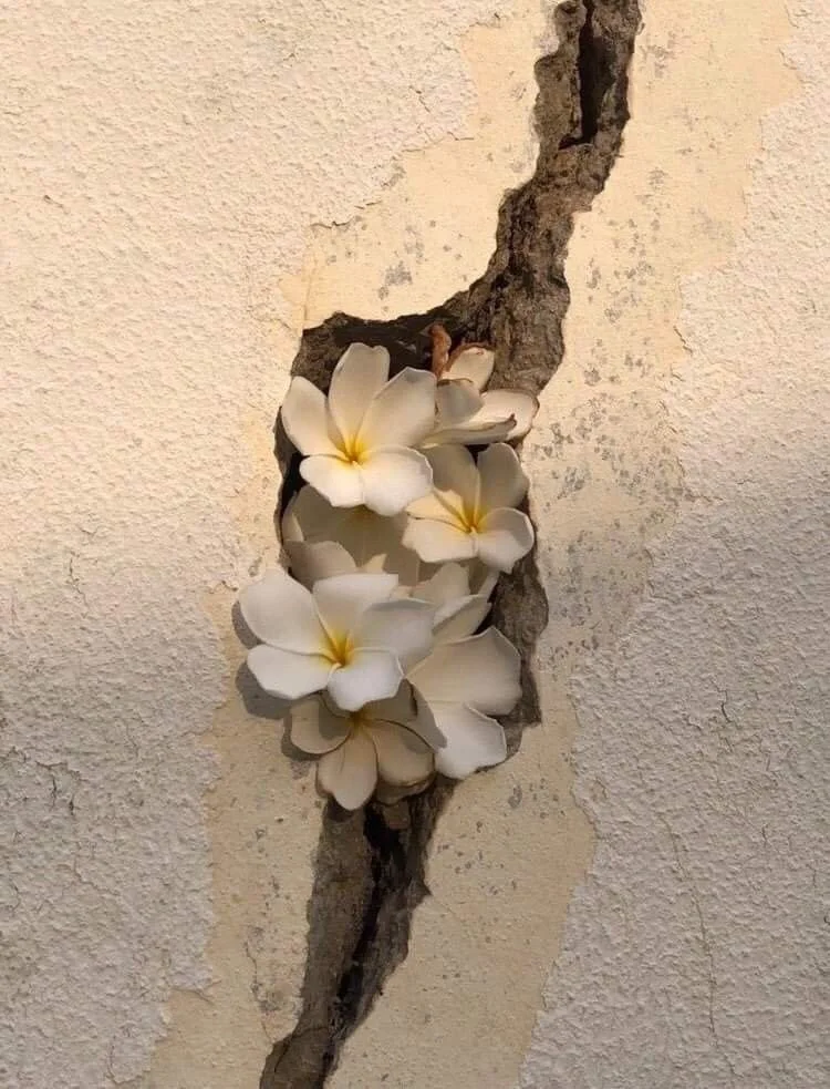 一组水里的花～壁纸