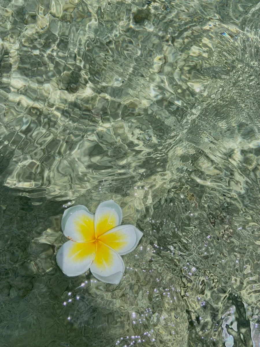 一组水里的花～壁纸