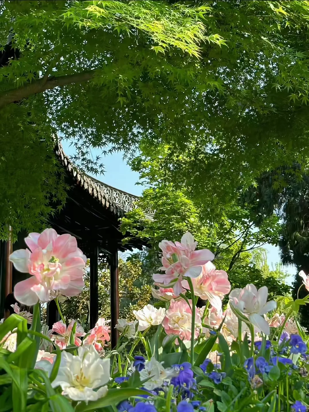 春天壁纸，你最爱的花花来了