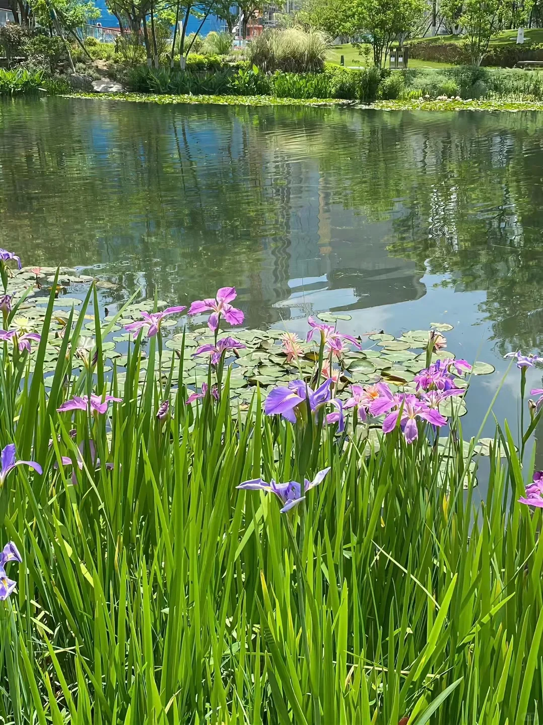 春天壁纸，你最爱的花花来了