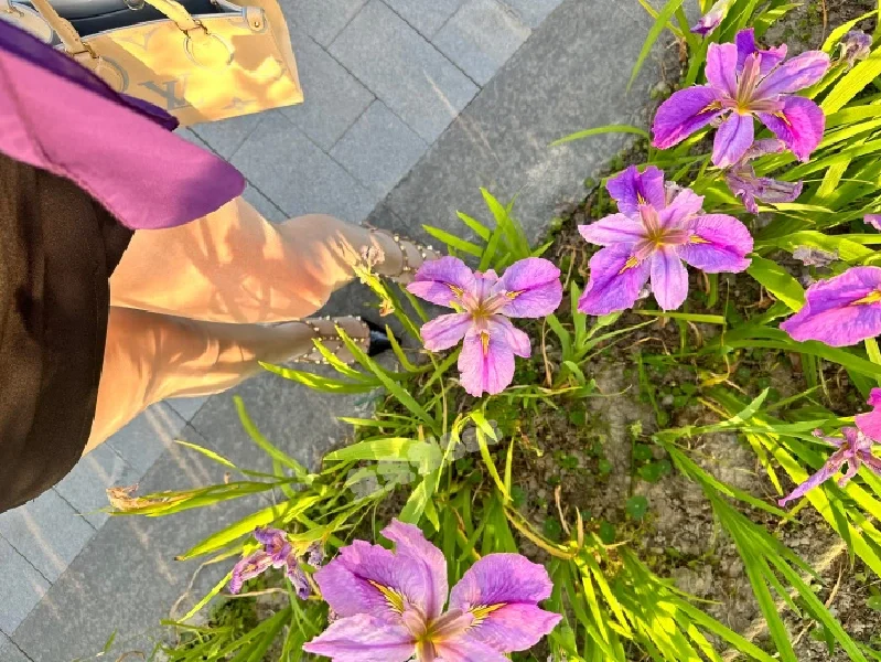 今天是香芋女孩