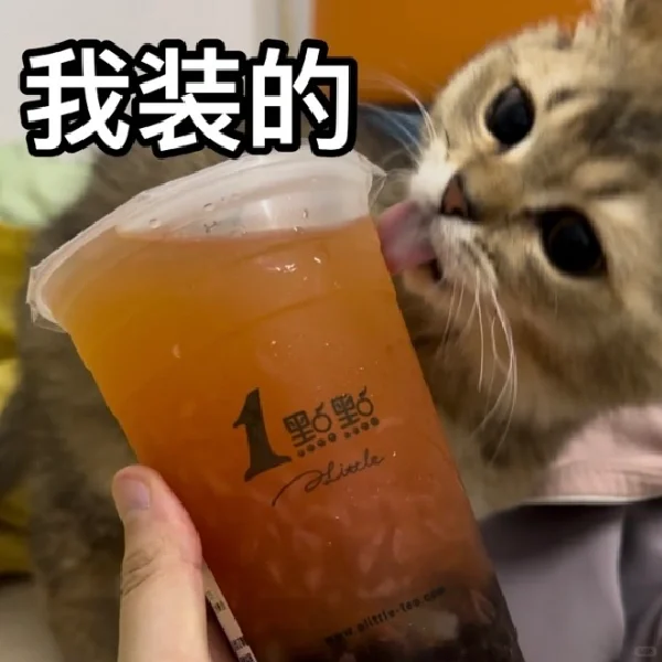 小猫咪情头 表情包