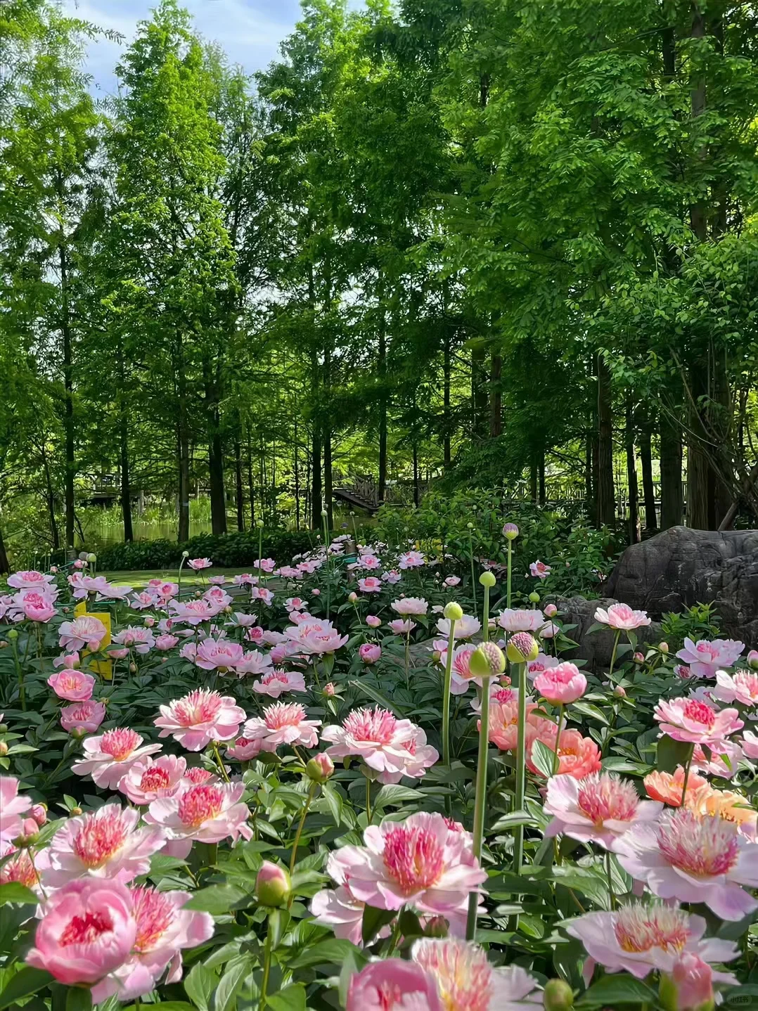 春天壁纸，你最爱的花花来了