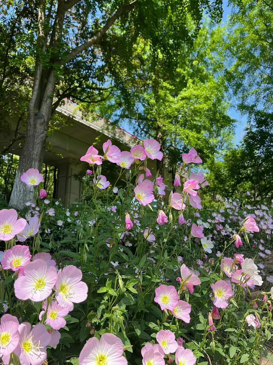 春天壁纸，你最爱的花花来了