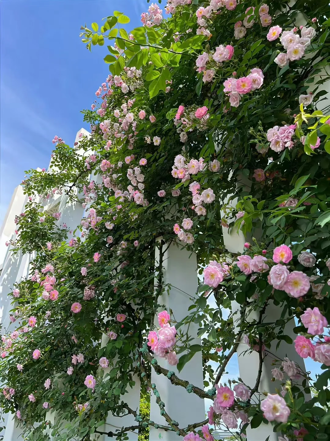 春天壁纸，你最爱的花花来了