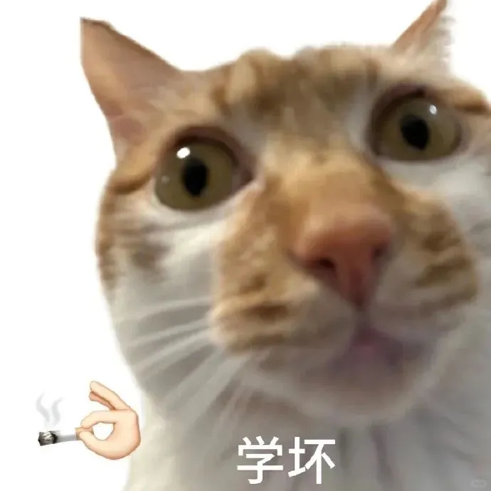 白底小猫咪表情包分享