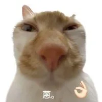 ?｜白底猫猫表情包