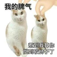 ?｜白底猫猫表情包