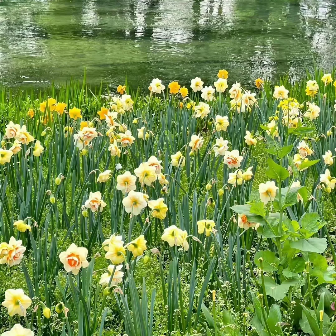 春天壁纸，你最爱的花花来了