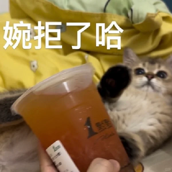 小猫咪情头 表情包