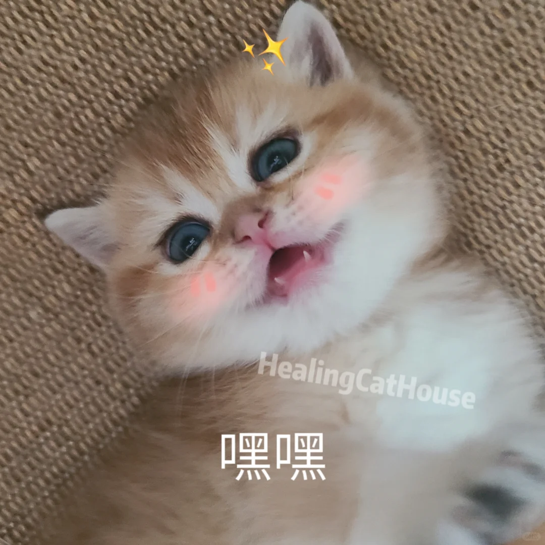 是个适合当表情包的小猫咪?