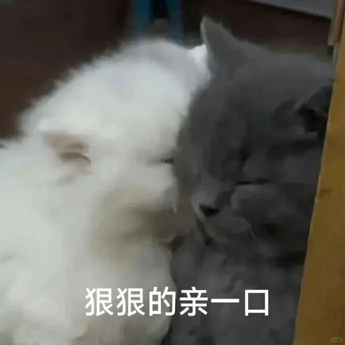 猫猫表情包?