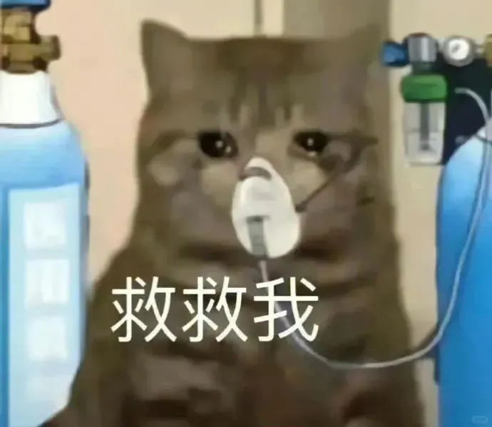 猫猫表情包?