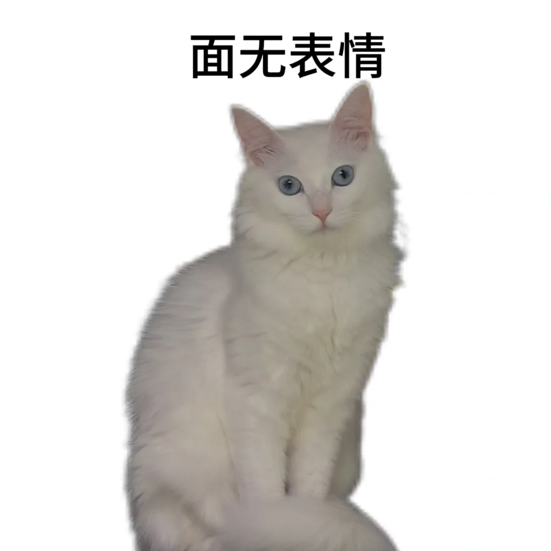 表情包‖猫咪表情包第三弹