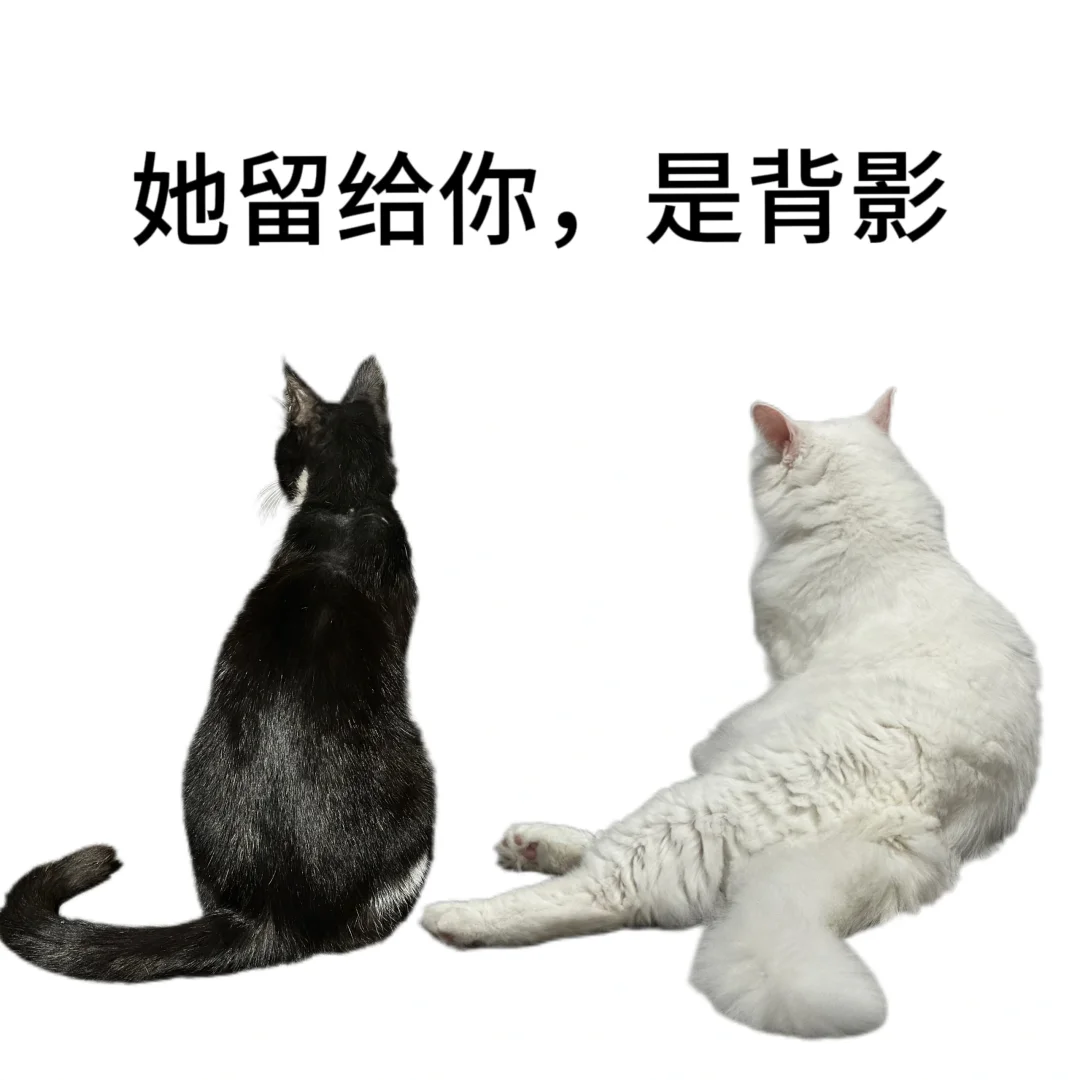 表情包‖猫咪表情包第三弹