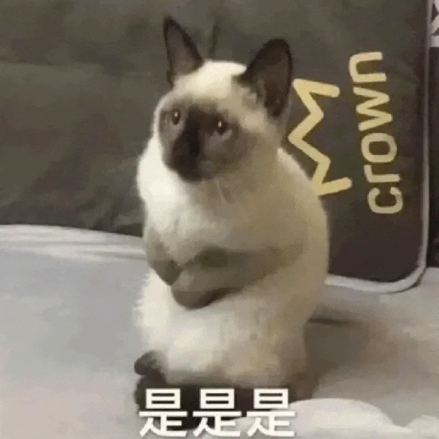 猫猫表情包?