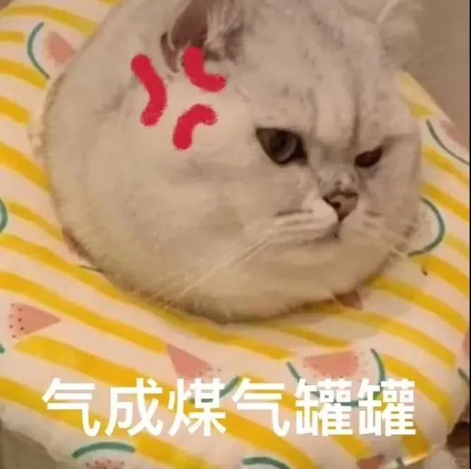 猫咪表情包分享第十七天