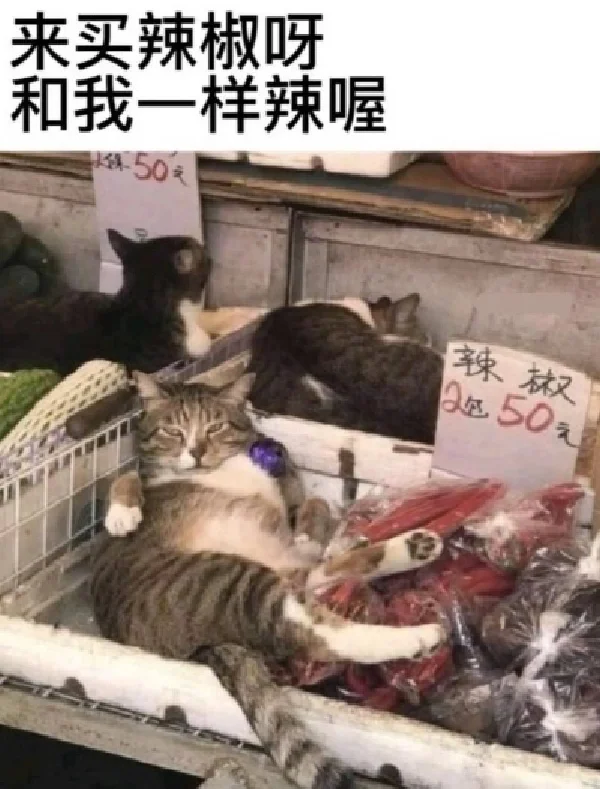 存一些猫猫精神状态meme梗图2.0