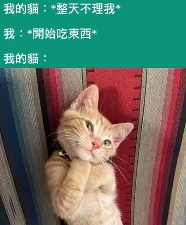 存一些猫猫精神状态meme梗图2.0