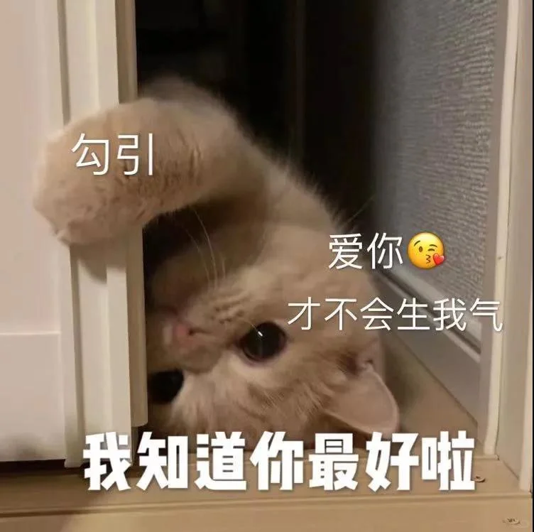 猫咪表情包分享第十七天